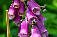 Afbeelding 1 van Gratis Tuinschetsdag – Maak van jouw voortuin een groene oase!
