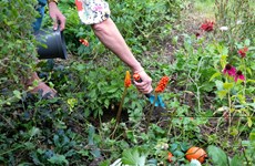 Afbeelding 5 van Gratis Tuinschetsdag – Maak van jouw voortuin een groene oase!